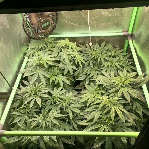 Killer Kush F1 Fast Version growlog timeline photo