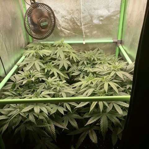 Killer Kush F1 Fast Version growlog timeline photo