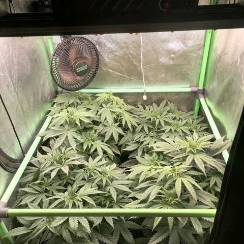 Killer Kush F1 Fast Version growlog timeline photo