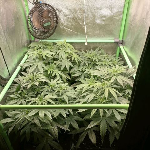 Killer Kush F1 Fast Version growlog timeline photo