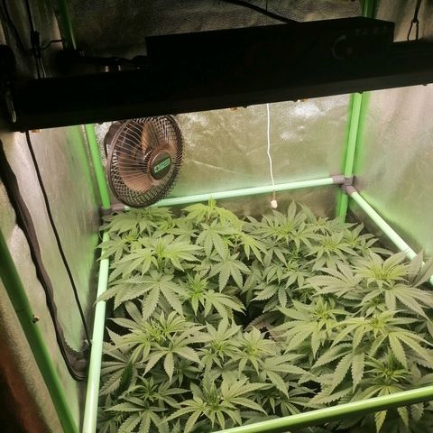 Killer Kush F1 Fast Version growlog timeline photo
