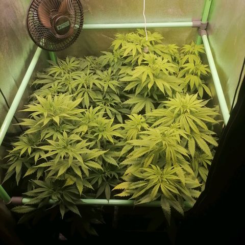 Killer Kush F1 Fast Version growlog photo: 1 riego después de lavado de raiz