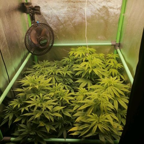 Killer Kush F1 Fast Version growlog photo: 1 riego después de lavado de raiz