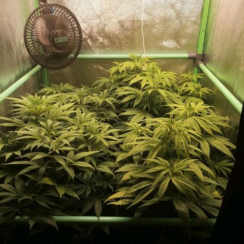 Killer Kush F1 Fast Version growlog photo: 1 riego después de lavado de raiz