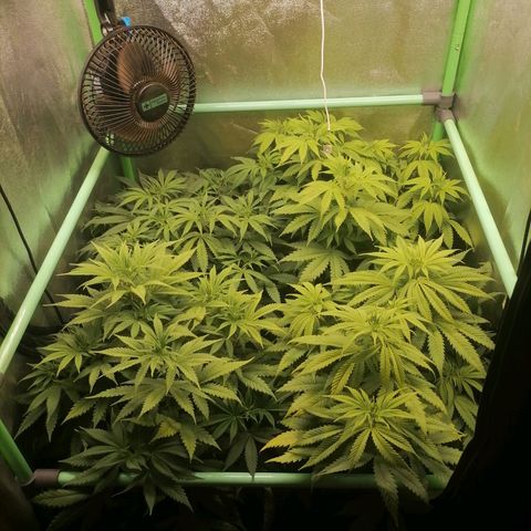 Killer Kush F1 Fast Version growlog photo: 1 riego después de lavado de raiz