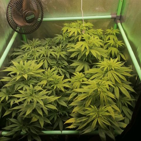 Killer Kush F1 Fast Version growlog photo: 1 riego después de lavado de raiz