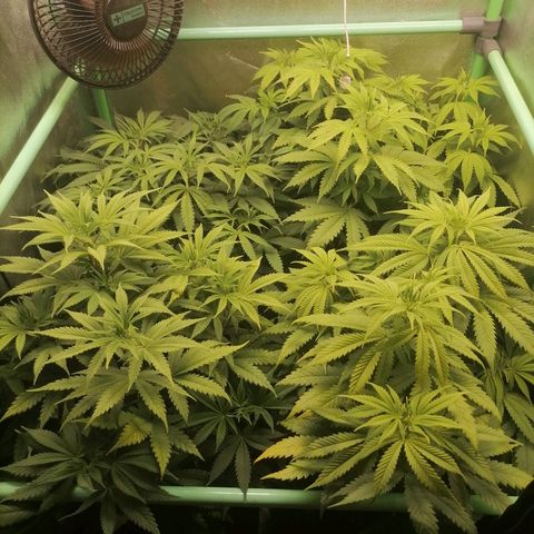 Killer Kush F1 Fast Version growlog photo: 1 riego después de lavado de raiz