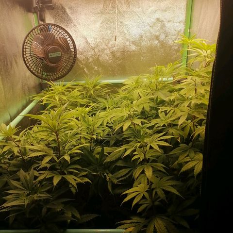 Killer Kush F1 Fast Version growlog photo: Comienzo 1 semana floración.