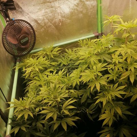 Killer Kush F1 Fast Version growlog photo: Comienzo 1 semana floración.