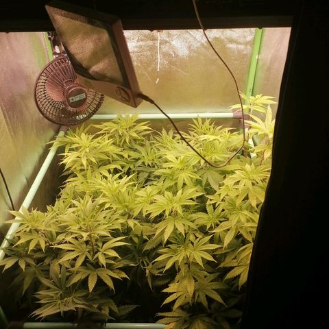 Killer Kush F1 Fast Version growlog photo: Comienzo 1 semana floración.