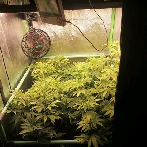 Killer Kush F1 Fast Version growlog photo: Comienzo 1 semana floración.