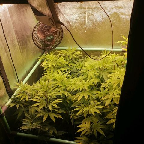 Killer Kush F1 Fast Version growlog photo: Comienzo 1 semana floración.