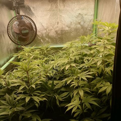 Killer Kush F1 Fast Version growlog photo: Comienzo 1 semana floración.