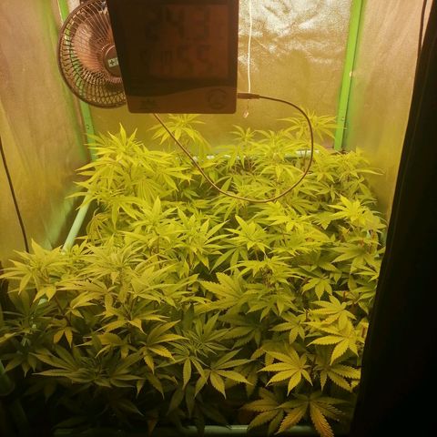 Killer Kush F1 Fast Version growlog photo: Comienzo 2 semana flora