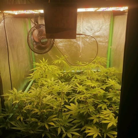 Killer Kush F1 Fast Version growlog photo: Comienzo 2 semana flora