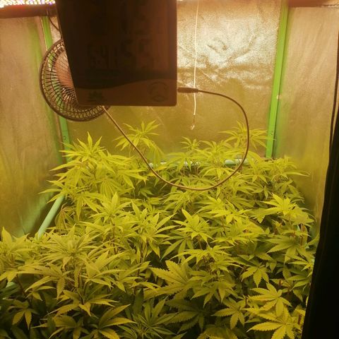 Killer Kush F1 Fast Version growlog photo: Comienzo 2 semana flora