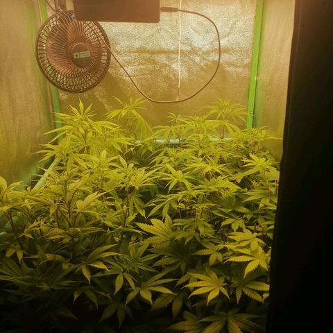 Killer Kush F1 Fast Version growlog photo: Comienzo 2 semana flora