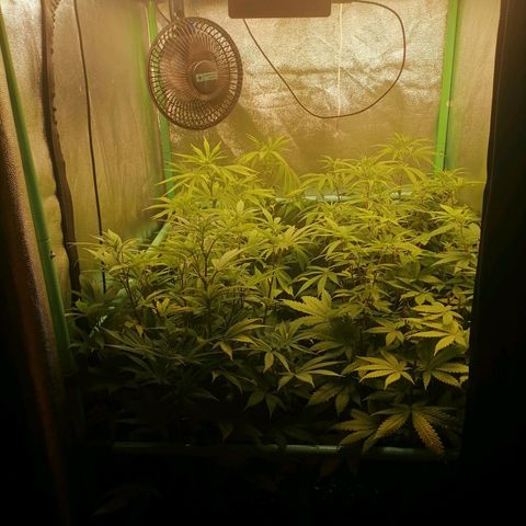Killer Kush F1 Fast Version growlog photo: Comienzo 2 semana flora