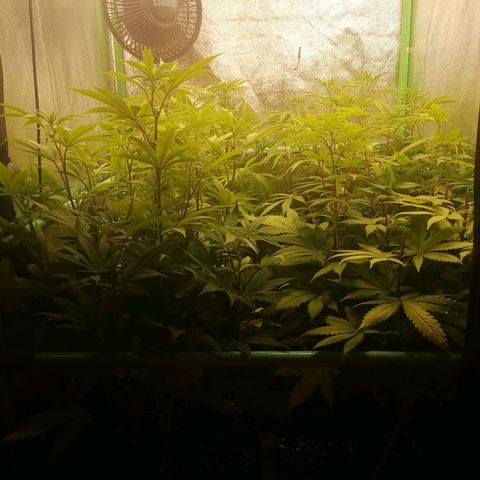 Killer Kush F1 Fast Version growlog photo: Comienzo 2 semana flora
