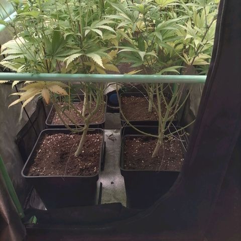 Killer Kush F1 Fast Version growlog photo: Comienzo 4 Semana. 