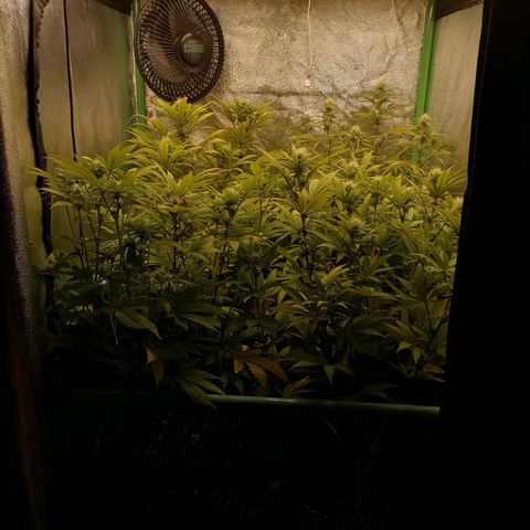 Killer Kush F1 Fast Version growlog photo: Comienzo 4 Semana. 