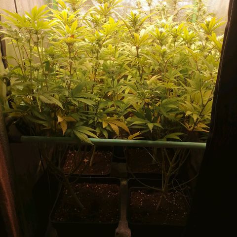 Killer Kush F1 Fast Version growlog photo: Comienzo 4 Semana. 