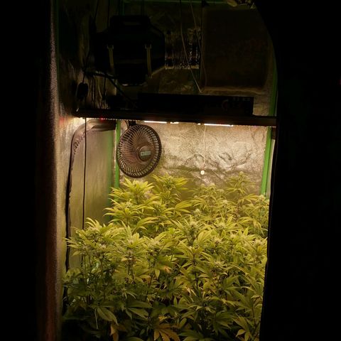 Killer Kush F1 Fast Version growlog photo: Comienzo 4 Semana. 