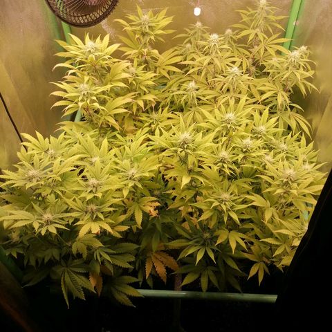 Killer Kush F1 Fast Version growlog photo: Comienzo 4 Semana. 