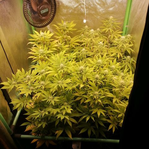 Killer Kush F1 Fast Version growlog photo: Comienzo 4 Semana. 