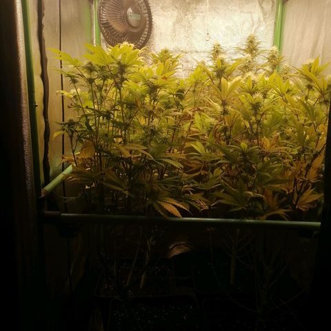 Killer Kush F1 Fast Version growlog photo: Comienzo 5 semana