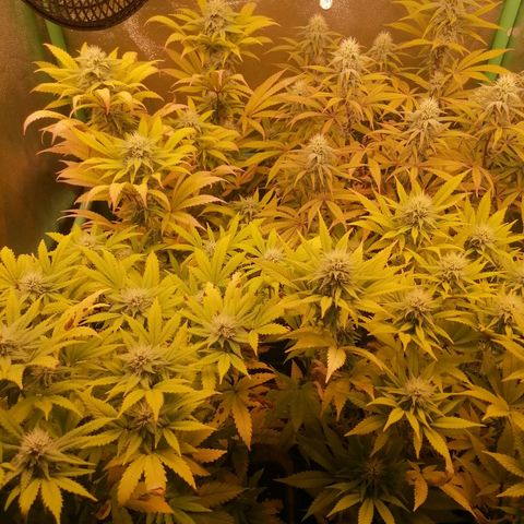 Killer Kush F1 Fast Version growlog photo: Comienzo 5 semana