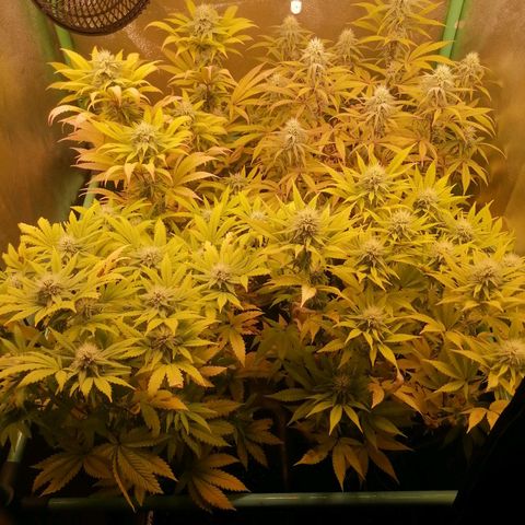 Killer Kush F1 Fast Version growlog photo: Comienzo 5 semana