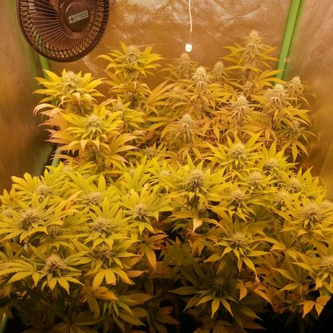 Killer Kush F1 Fast Version growlog photo: Comienzo 5 semana