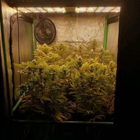 Killer Kush F1 Fast Version growlog photo: Comienzo 5 semana