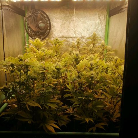 Killer Kush F1 Fast Version growlog photo: Comienzo 5 semana