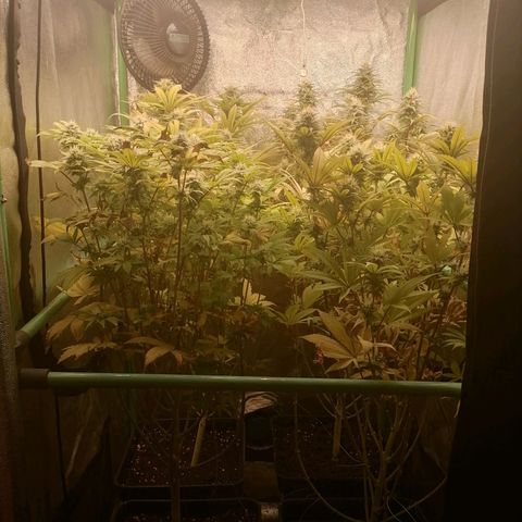 Killer Kush F1 Fast Version growlog photo: Comienzo Semana 6 flora