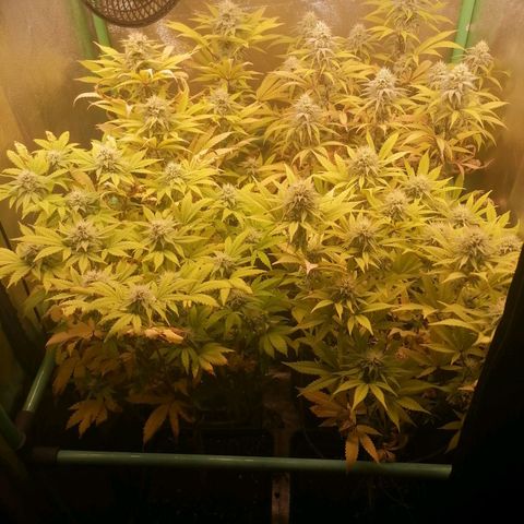 Killer Kush F1 Fast Version growlog photo: Comienzo Semana 6 flora