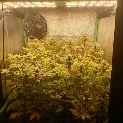 Killer Kush F1 Fast Version growlog photo: Comienzo Semana 6 flora