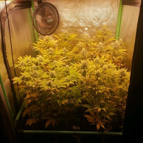 Killer Kush F1 Fast Version growlog photo: Comienzo Semana 6 flora