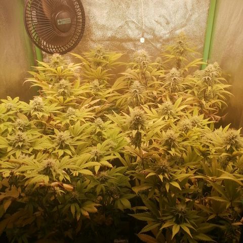 Killer Kush F1 Fast Version growlog photo: Comienzo Semana 6 flora