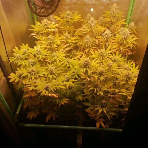 Killer Kush F1 Fast Version growlog photo: Comienzo Semana 6 flora