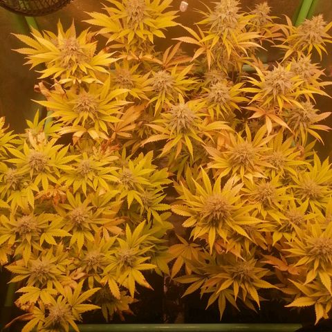 Killer Kush F1 Fast Version growlog photo: Comienzo 7 Semana Flora