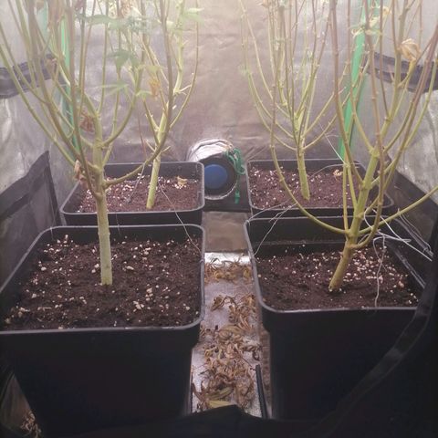 Killer Kush F1 Fast Version growlog photo: Comienzo 7 Semana Flora