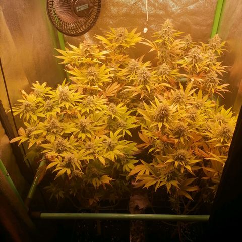 Killer Kush F1 Fast Version growlog photo: Comienzo 7 Semana Flora