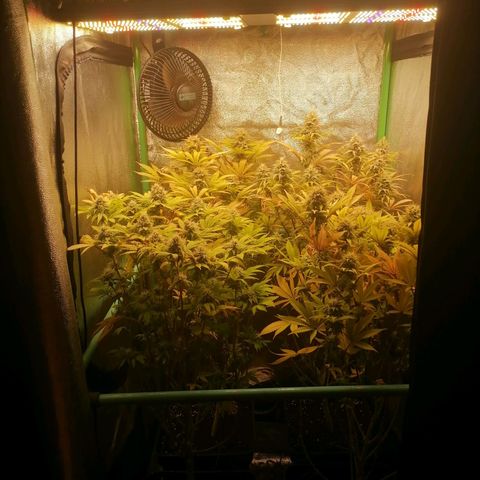 Killer Kush F1 Fast Version growlog photo: Comienzo 7 Semana Flora