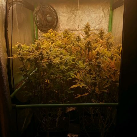 Killer Kush F1 Fast Version growlog photo: Comienzo 7 Semana Flora