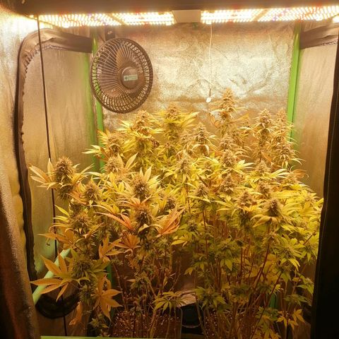 Killer Kush F1 Fast Version growlog photo: Comienzo 8 semana