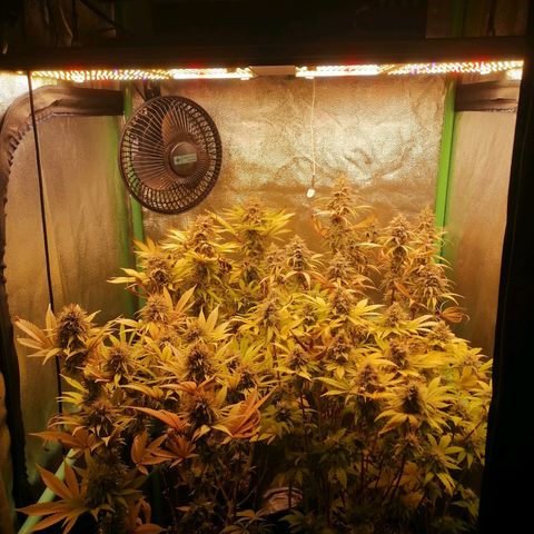 Killer Kush F1 Fast Version growlog photo: Comienzo 8 semana