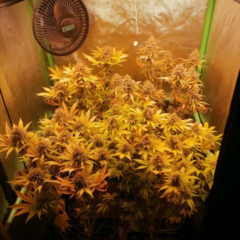 Killer Kush F1 Fast Version growlog photo: Comienzo 8 semana