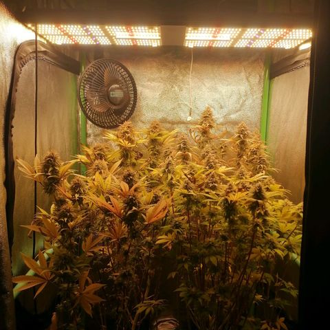 Killer Kush F1 Fast Version growlog photo: Comienzo 8 semana